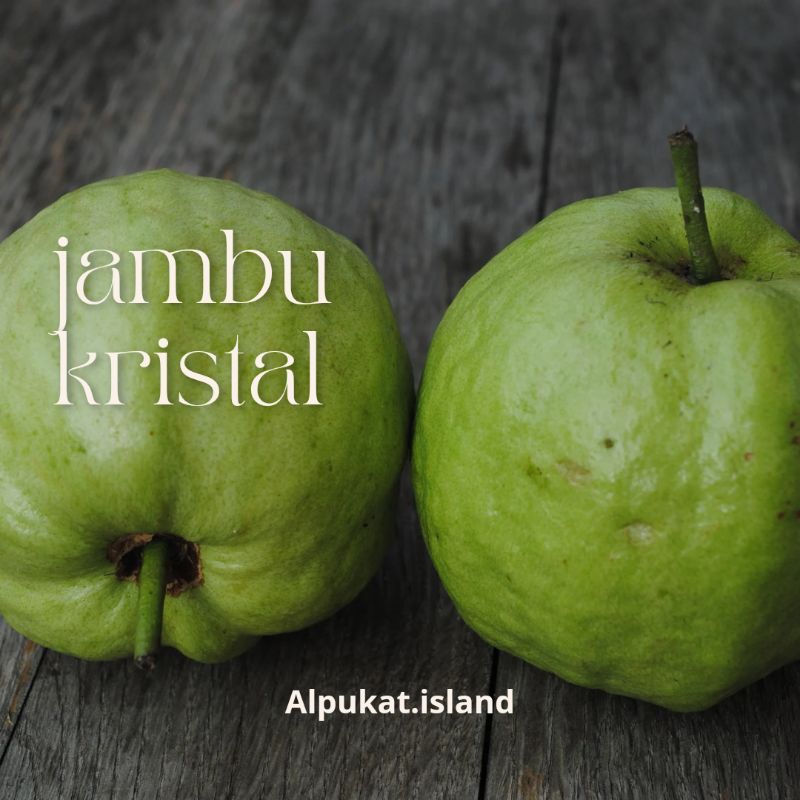 

jambu kristal 1kg