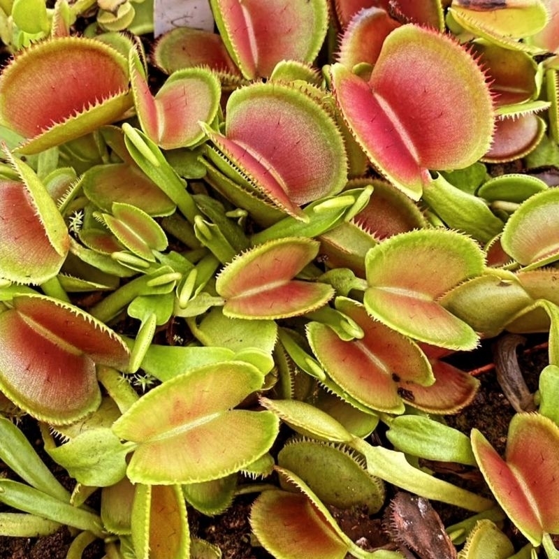 

dionaea Microdent red CK