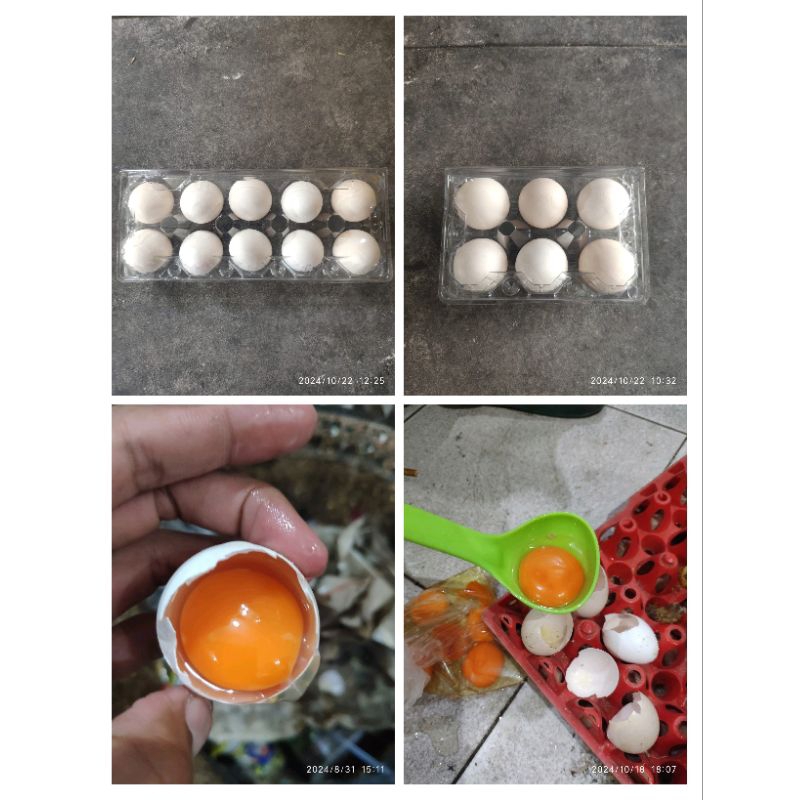 

telur ayam kampung merah (akm) harga 2300/butir