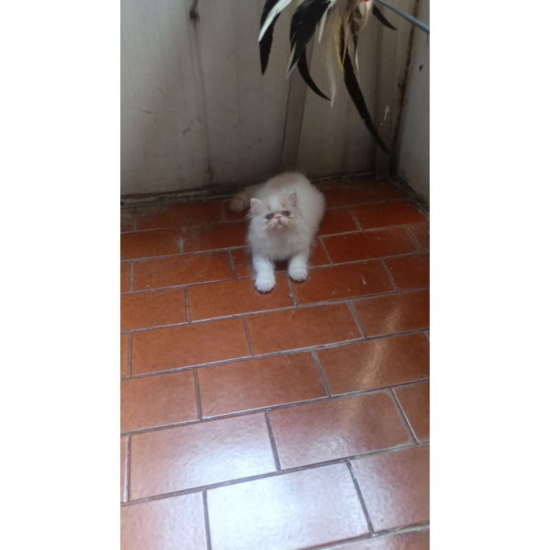 kitten peaknose jantan