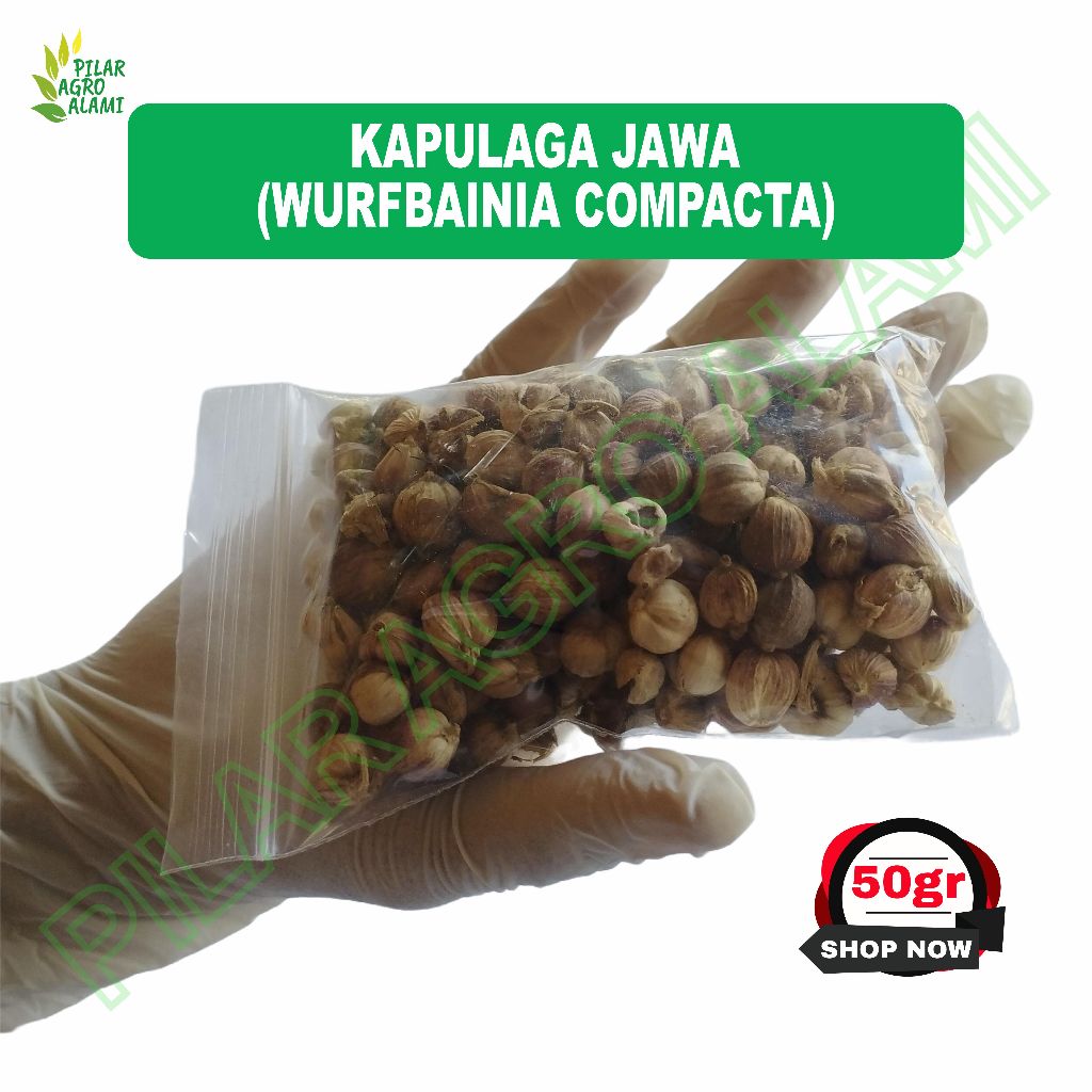

Kapulaga/kapologo/kapol jawa 50gr sudah kering