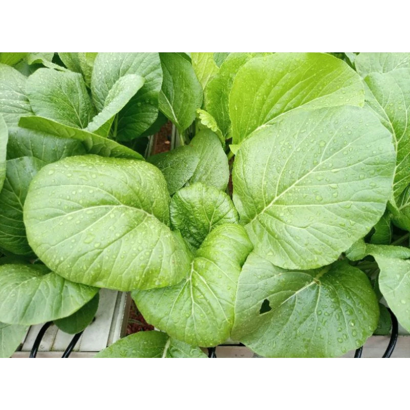 REPACK BIBIT/BENIH SAWI CAISIM SHINTA