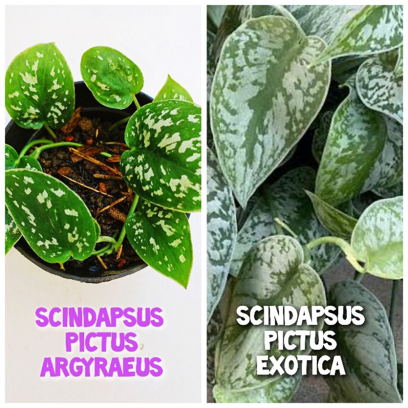 Tanaman hias Scindapsus Pictus Argyraeus cantik eksotik