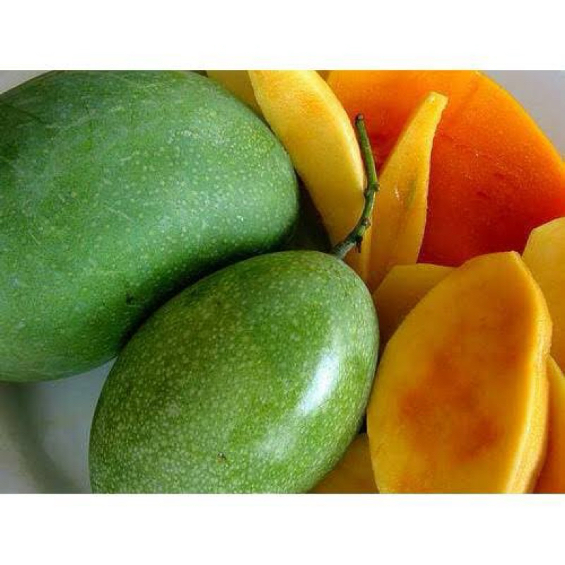 

Bibit mangga manalagi hasil okulasi cepat berbuah