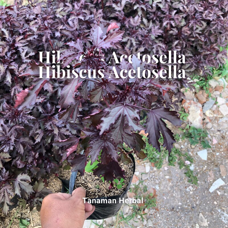 Tanaman Hibiscus Acetosella / Red Panama / Rosella Merah