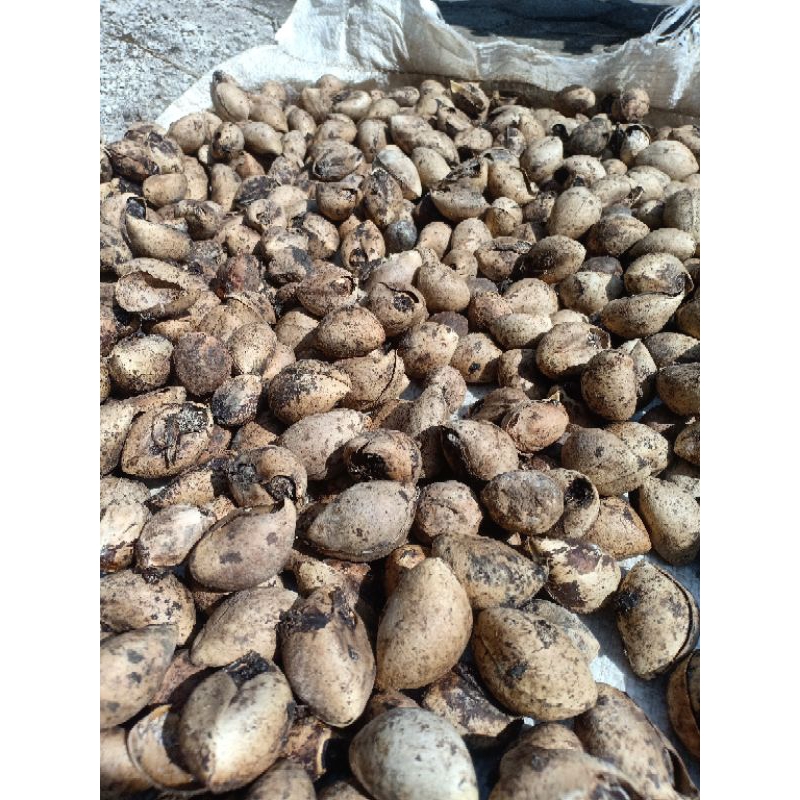 

Kemiri belum kupasan 1kg +cangkang