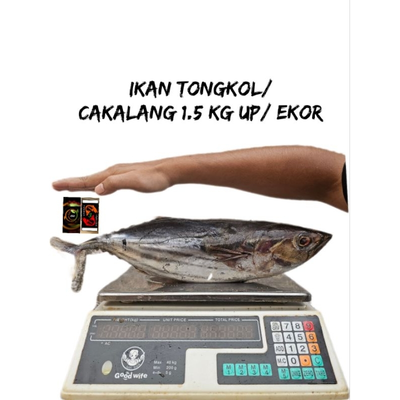 

Ikan Tongkol/ Cakalang Super Jumbo 1 ekor 1.5 kg up