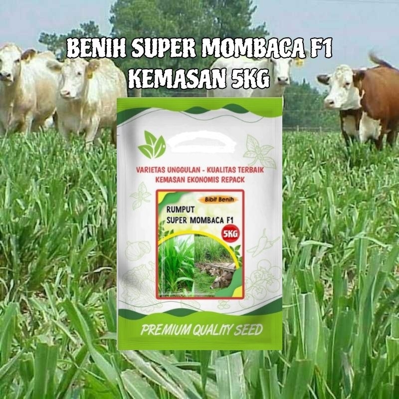 5KG Benih Rumput Super Mombaca F1 Rumput Hidup Premium Benih Rumput Mombaca