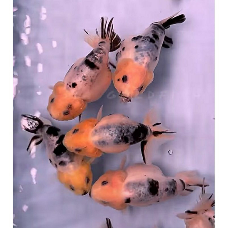 Ranchu Sapi Gen Jumbo Kualitas Terbaik