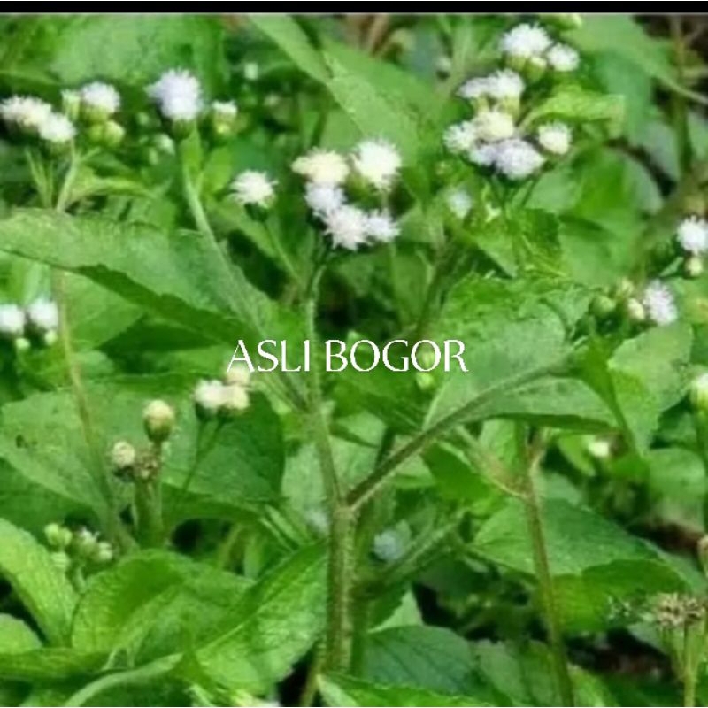 

Daun Bandotan (Jukut Bau) segar 100 gr. Dipetik dadakan saat ada order.
