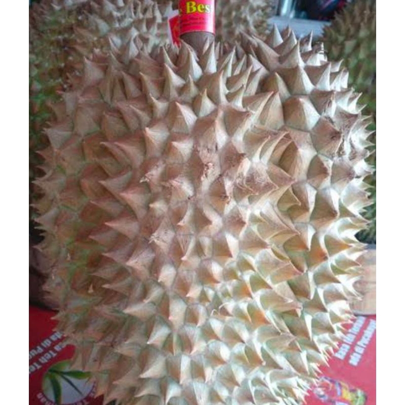 

Durian Montong Asli Banyumas Biji Kecil Murah Berat 2 - 3,5 Kg Matang Pohon Fresh