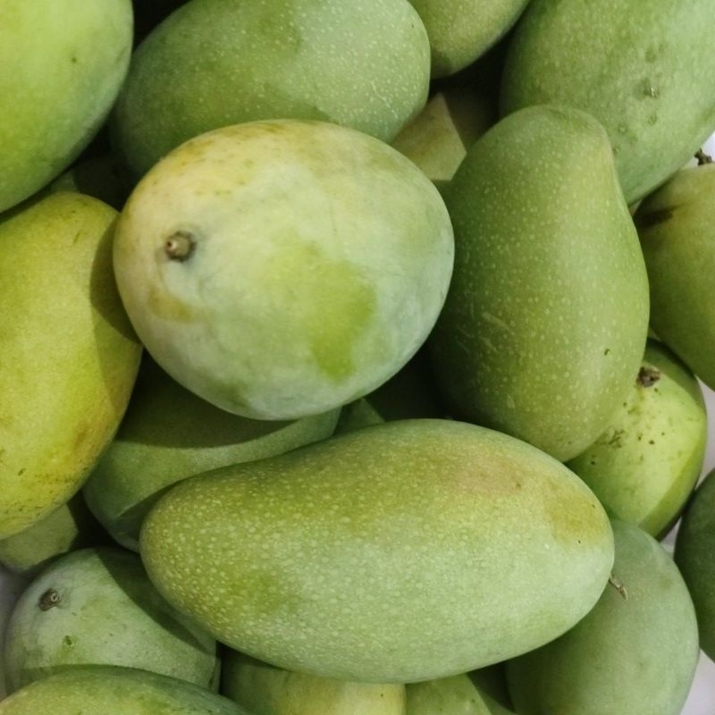 

Sortiran mangga Lily