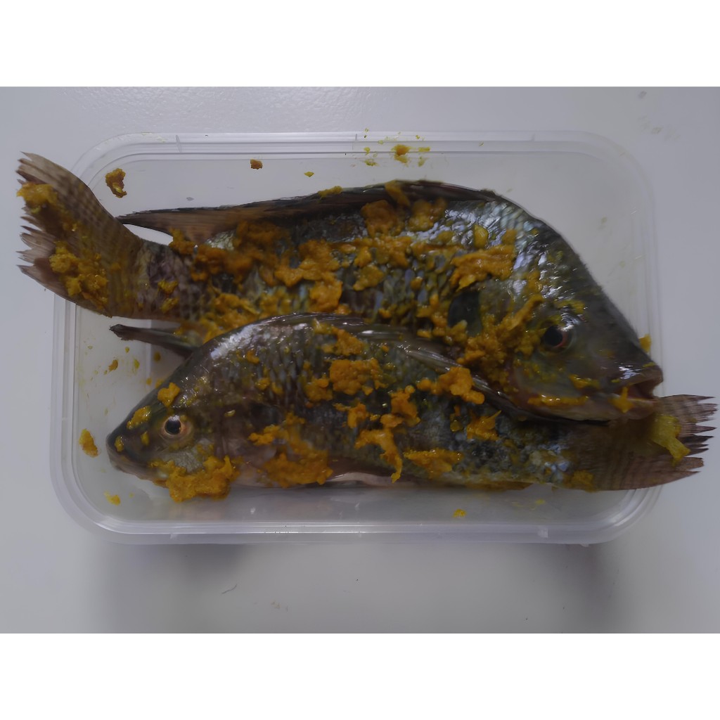 

Ikan Nila Segar 1Kg (1000 gr) - Bumbu Kuning