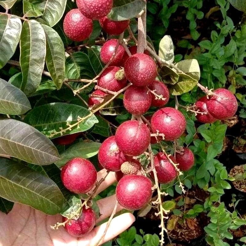 Bibit kelengkeng merah Ruby longan / bibit kelengkeng merah