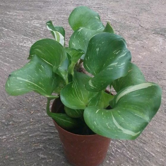 Tanaman Enceng Gondok Varigata Rimbun, Eichornia Crassipes Varigata, Tanaman Hias Aquarium,Tanaman H