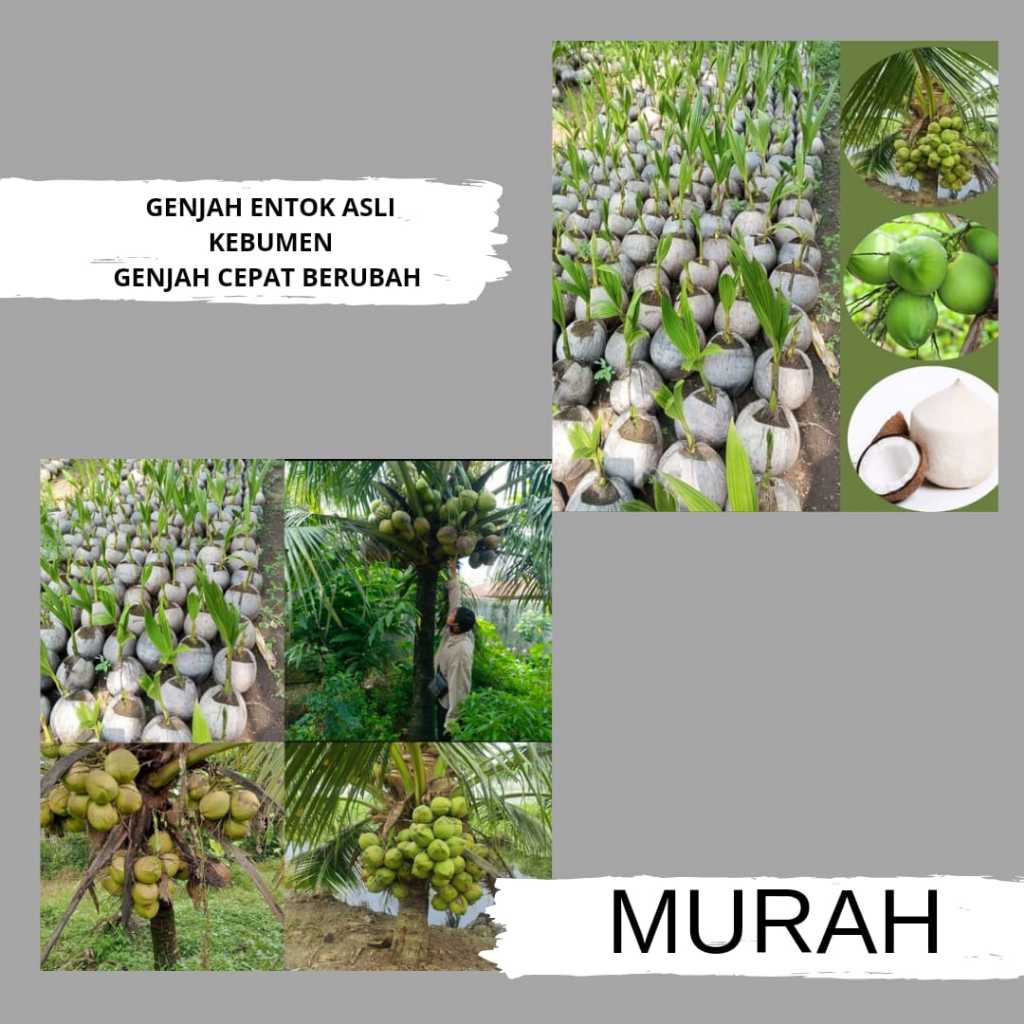 Bibit Kelapa Hijau Hibrida Jumbo, Bibit Kelapa Hijau Wulung, Bibit Kelapa Hijau Genjah