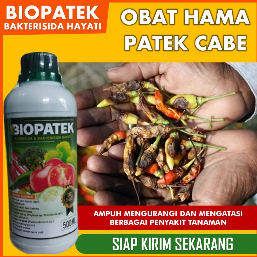 OBAT PATEK CABE PALING AMPUH, OBAT PATEK CABE ALAMI, OBAT PATEK CABE ORGANIK - NOPATEK