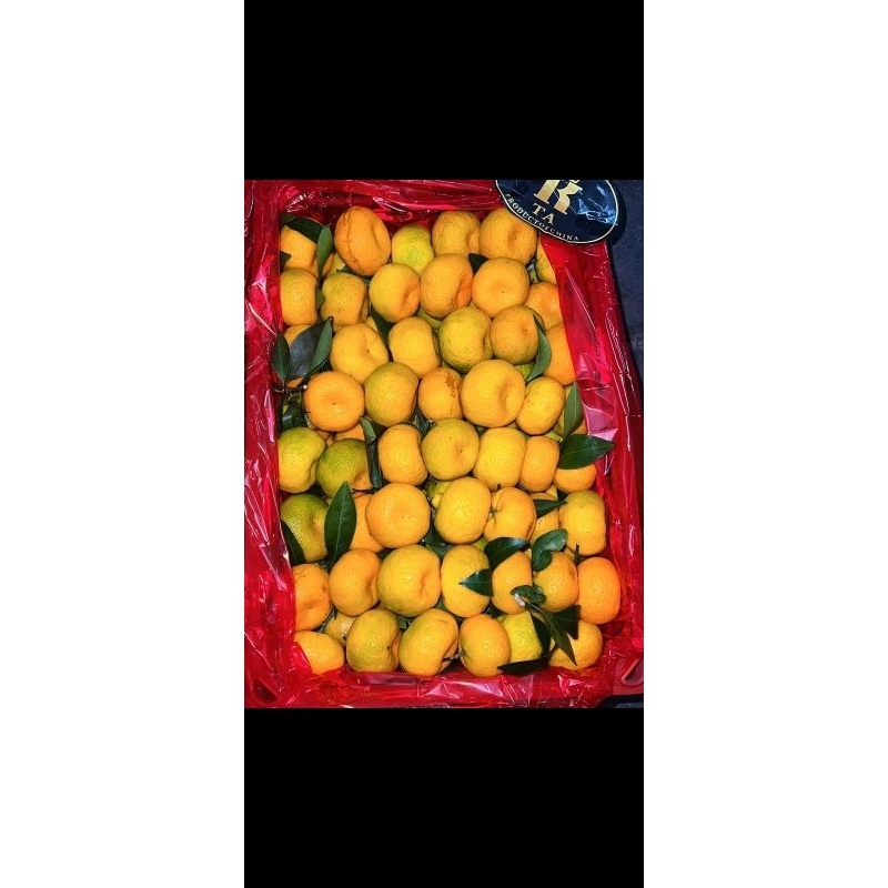 

paket grosir jeruk shantang