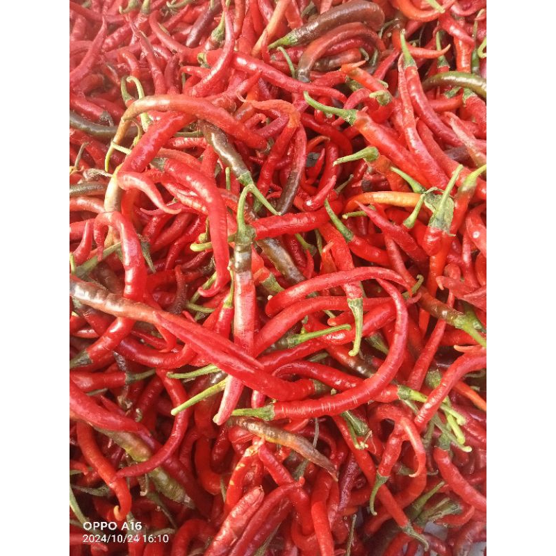 

Cabai Merah Keriting /Imperial Fress 1 kilo Kualitas Bagus free kardus