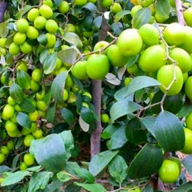 Bibit Buah Apel Futsa