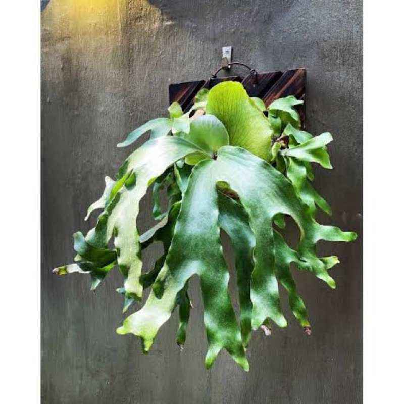 platycerium artemis anaknya