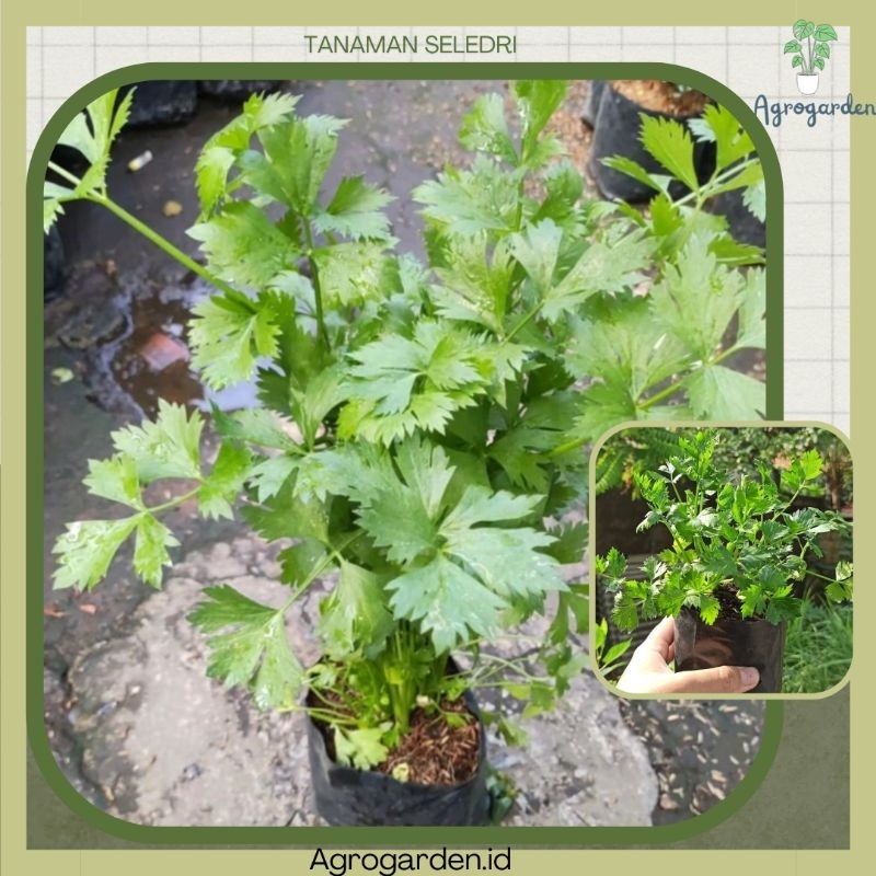 Tanaman Sayur Daun Seledri - Bibit Seledri Siap Tanam - TANAMAN DAUN SELEDRI - TANAMAN SELEDRI BUMBU
