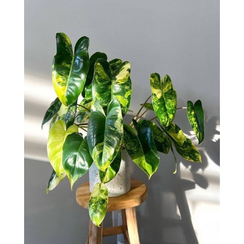 promo murahtanaman hias Philodendron brule variegata - Philodendron brekele variegata