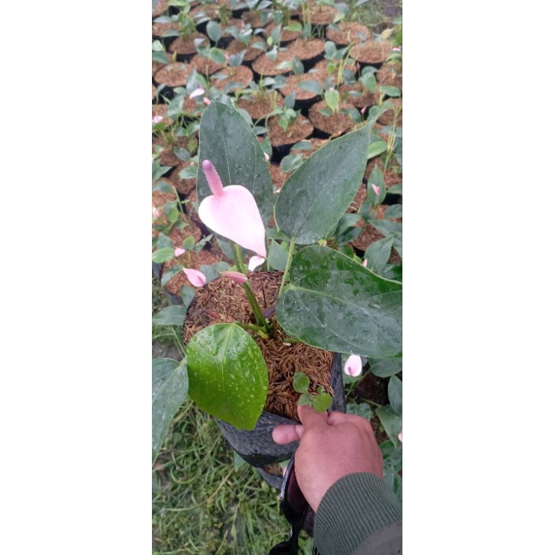 anthurium pink