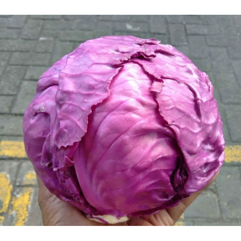 

kol merah fresh 1 kg