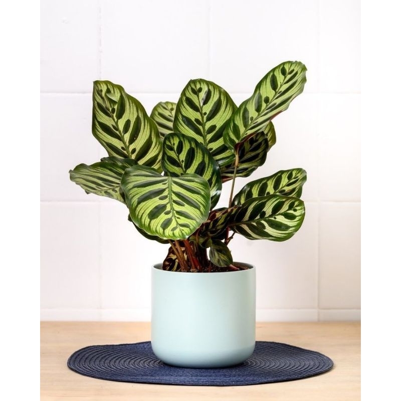 tanaman hias calathea makoyana - calathea makoyana