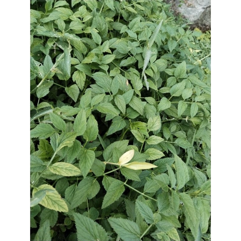 

daun pespong segar 250 grm
