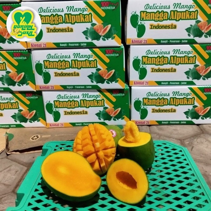 

Buah Mangga Alpukat Super Asli Pasuruhan 5kg / 1 Kardus