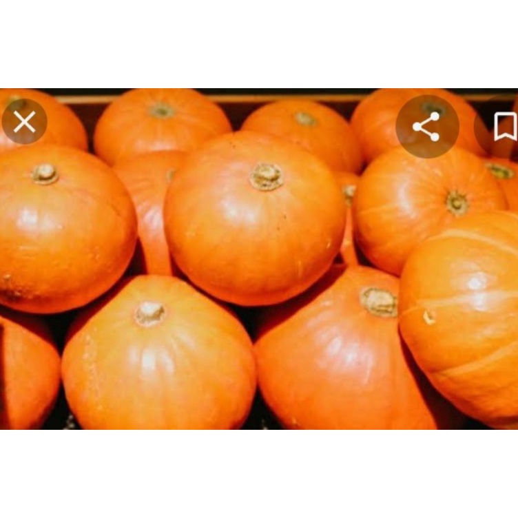 

Terbaik kabocha orange dan kabucha ijo labu jepang berat 1kg