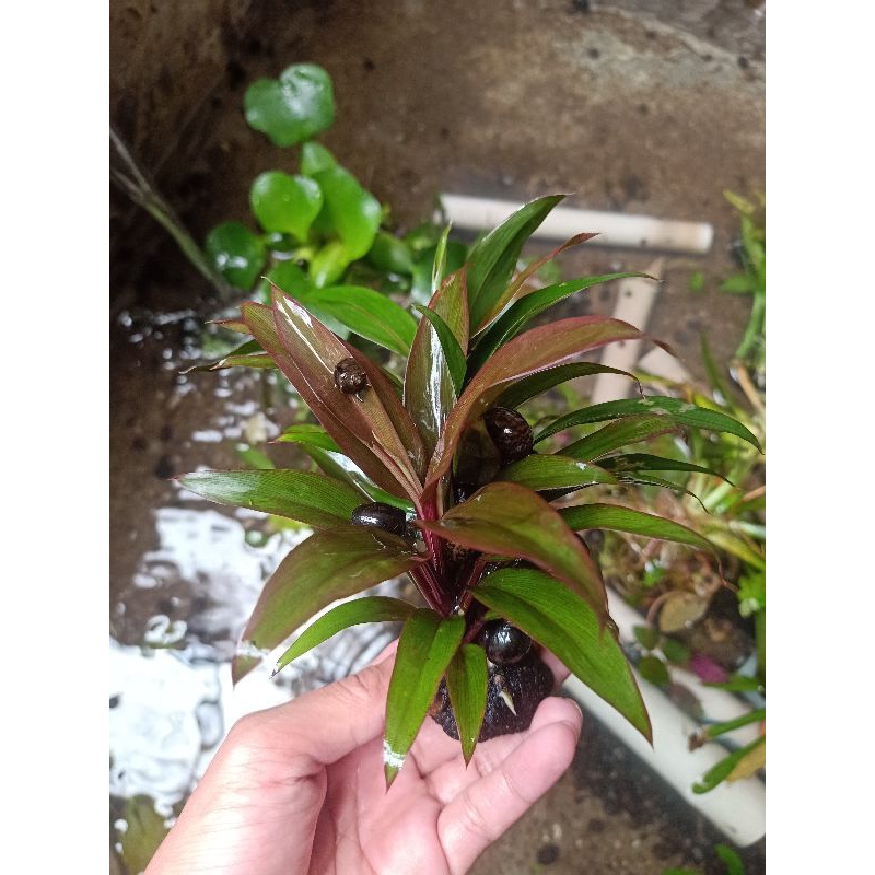 bambu hoki red / sri rezeki merah / tanaman aquascape