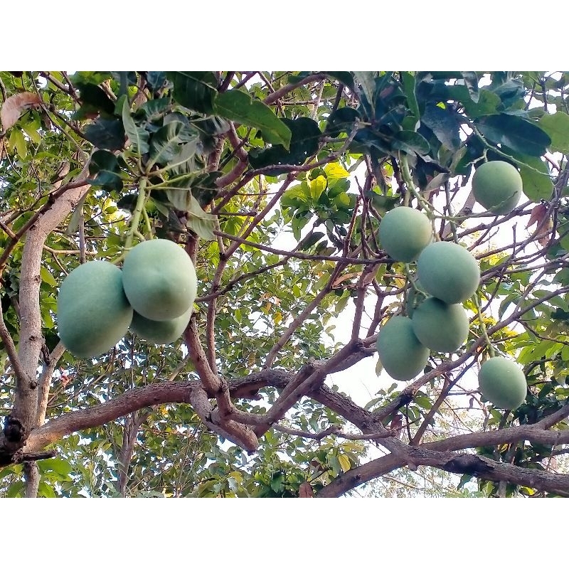 

buah mangga muda