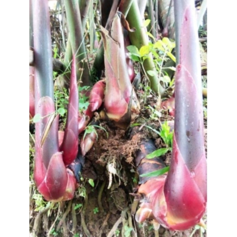 bibit kecombrang merah