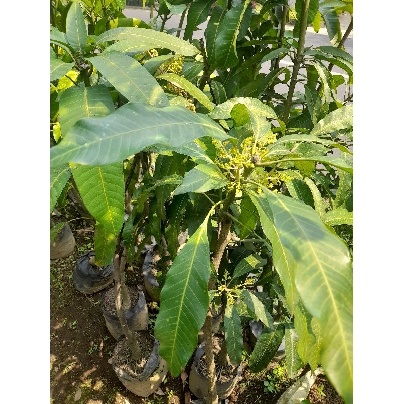 Bibit Mangga Berbunga