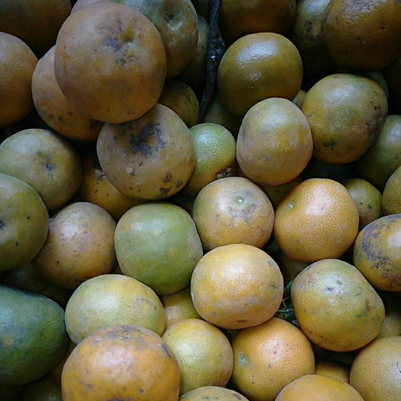 

Buah Jeruk Siam SIYEM segar