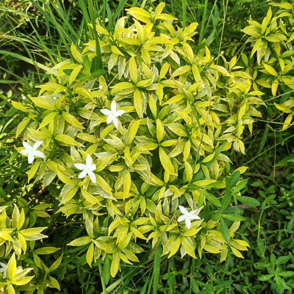 FUTAFARM - Tanaman Hias Rombusa Kuning Hijau