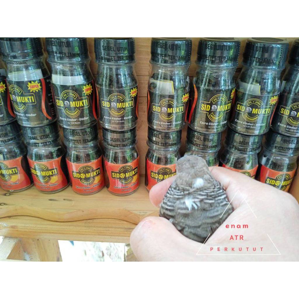 Perkutut Satrio Pinayungan "C" + Gendewo Sabdo