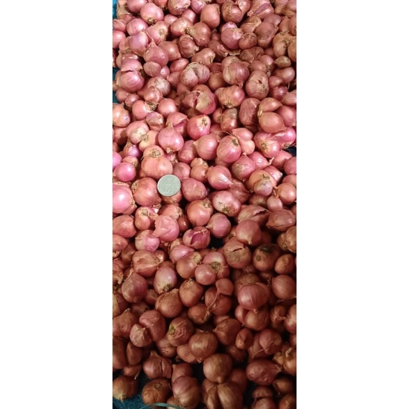 

bawang merah bima ukuran super berat 1 kg