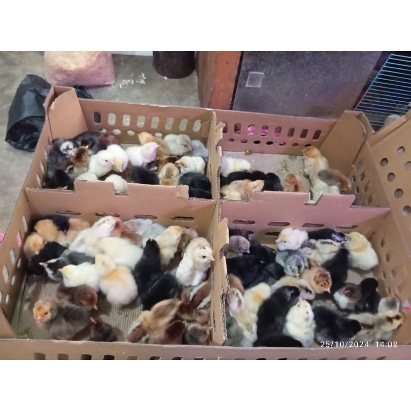 DOC KUB JANAKAN 2-doc ayam kampung