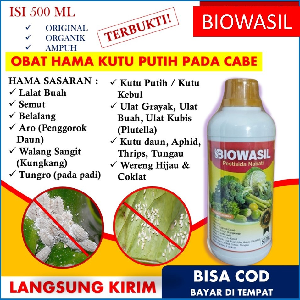 BIOWASIL obat hama kutu putih pada cabe TERBAIK – BIOWASIL mengatasi hama kutu putih pada tanaman ca
