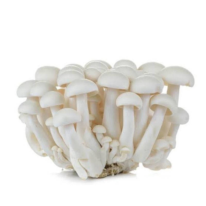 

Jamur shimeji putih 150gr brayamart