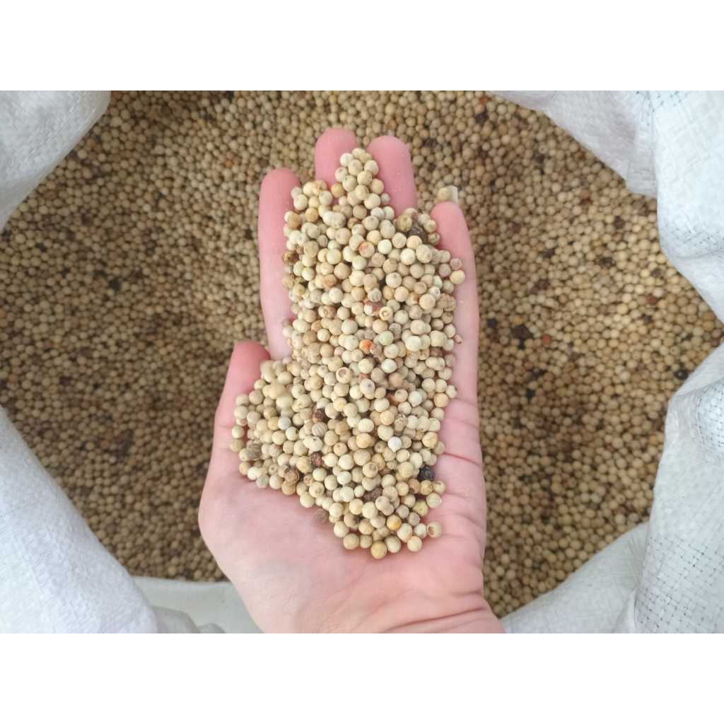

LADA MPA PUTIH 1KG