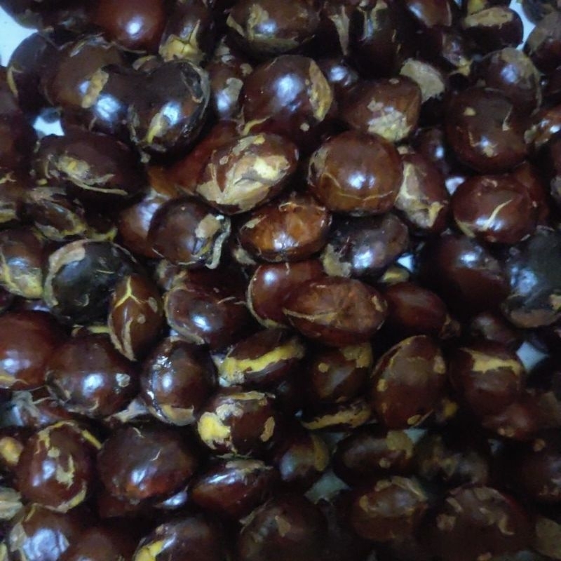 

jengkol tua 1 kg