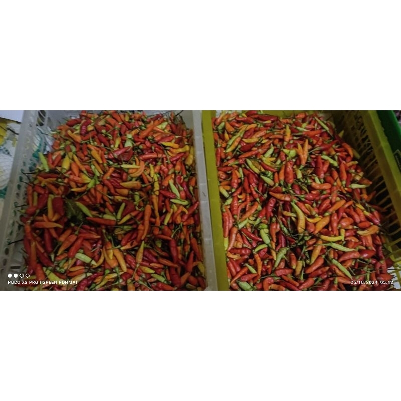 

cabe rawit setan ( 1 Kg )