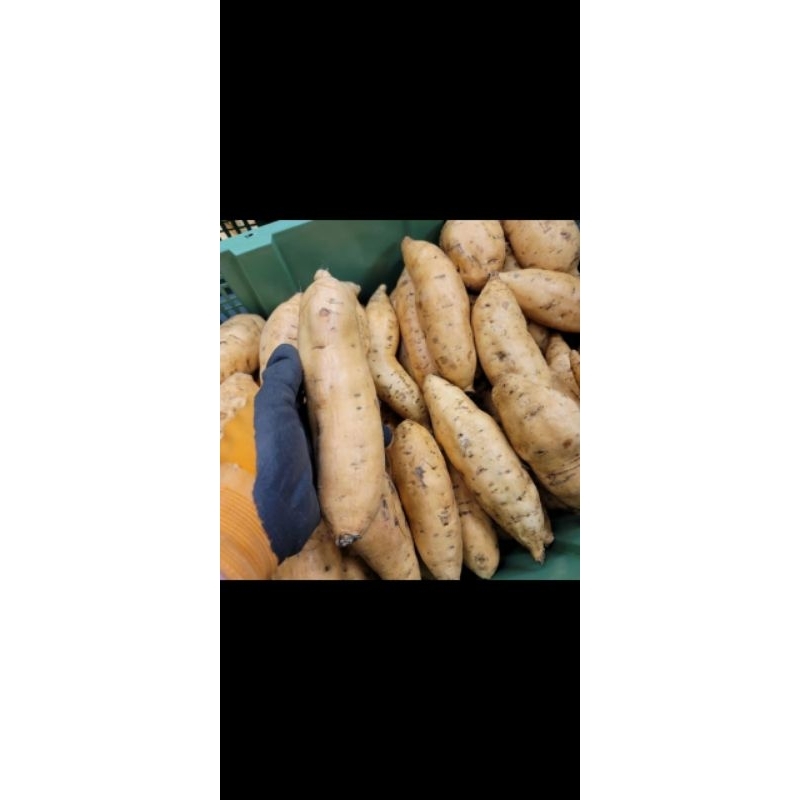 

honey sweet potato ubi cilembu asli 1 kg