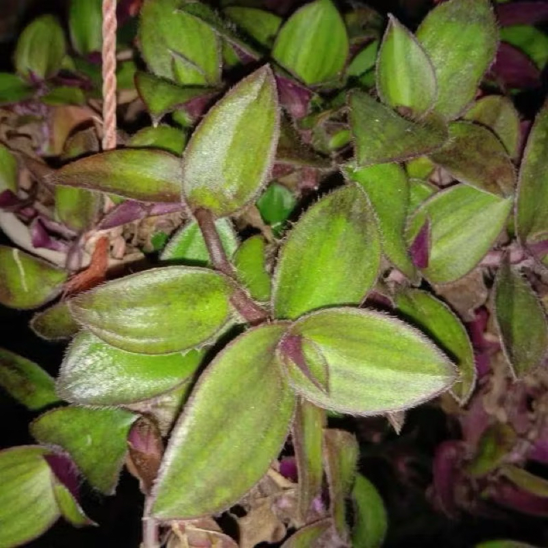 

daun telinga kera atau daun kuping kera herbal segar