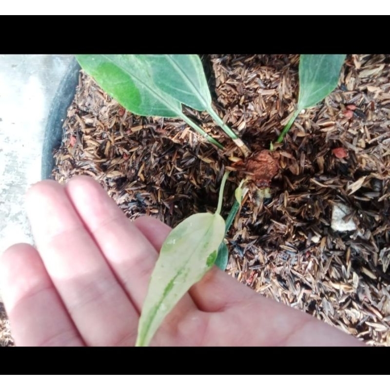 anthurium gelombang cinta varigata polkadot ( bonggol 3 tunas)